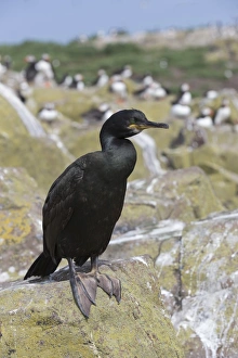 Wild Animals Prints: Shag (Phalacrocorax aristotelis)