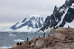 Shags Prints: Shags and penguins on Petersmann Island, Antarctica, Polar Regions