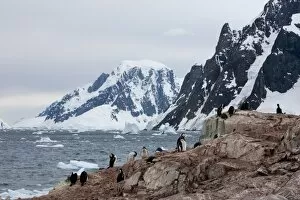 Shags and penguins on Petersmann Island, Antarctica, Polar Regions