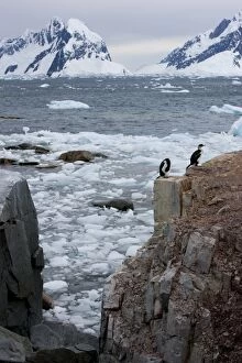 Shags on Petersmann Island, Antarctica, Polar Regions
