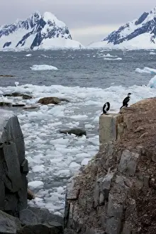 Antarctic Prints: Shags on Petersmann Island, Antarctica, Polar Regions