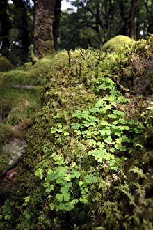 Wood Land Prints: Shamrock growing in an ancient oak forest