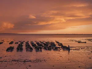 Irish Culture Gallery: Shannon Estuary, County Clare, Munster, Republic of Ireland, Europe