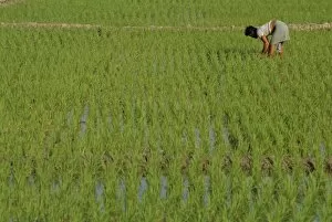 Share-cropper tending rice in paddyfield