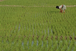 Farm Stead Prints: Share-cropper tending rice in paddyfield