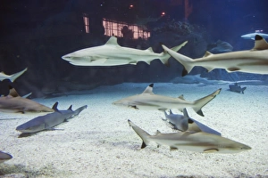 Images Dated 18th August 2008: Shark tank at the Beijing Aquarium, Beijing, China, Asia