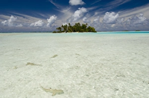 Sharks, Blue Lagoon