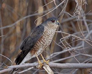Sharp-Shinned Hawk (Accipiter striatus), Bosque del Apache, National Wildlife Refuge
