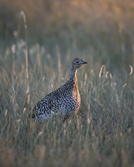 South Dakota Prints: Sharp-tailed grouse (Tympanuchus phasianellus)