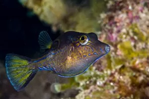 Sharpnose puffer (Canthigaster rostrata), St. Lucia, West Indies, Caribbean, Central America