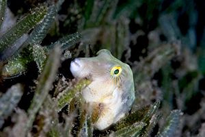 Seabed Prints: Sharpnose pufferfish (Canthigaster rostrata)