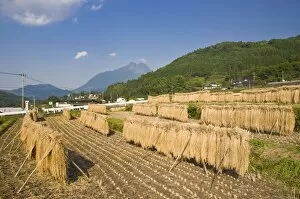 Sheaves of recently harvested rice hanging to dry, Yufuin, Oita, Kyushu, Japan, Asia
