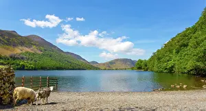 Pasture Prints: Sheep on the beach at Buttermere Lake in the Lake District during a sunny day in the United Kingdom