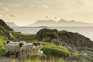Togetherness Prints: Sheep on the beach at Camusdarach, Arisaig, Highlands, Scotland, United Kingdom, Europe