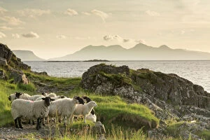 Togetherness Gallery: Sheep on the beach at Camusdarach, Arisaig, Highlands, Scotland, United Kingdom, Europe