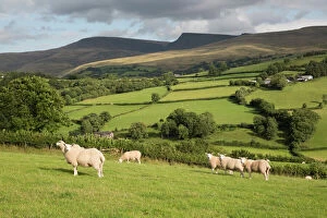 Farming Collection: Sheep below Black Mountain, Llanddeusant, Brecon Beacons National Park, Carmarthenshire