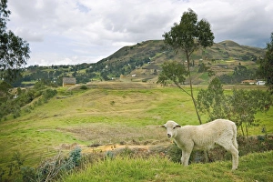 Southern Highlands Prints: Sheep at the boundary of the most important Inca site in Ecuador, elevation 3230m