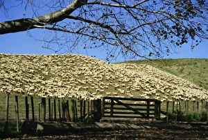 Gateway Prints: Sheep brought in for shearing