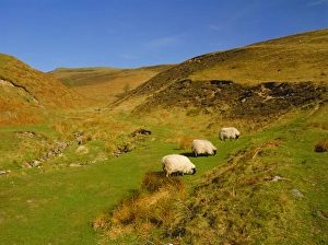 Northumbria Prints: Sheep in the Cheviot Hills, near Wooler, Northumbria, England