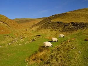 Northumbria Collection: Sheep in the Cheviot Hills, near Wooler, Northumbria, England