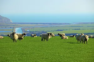 Livestock Prints: Sheep with Cuckmere Haven in the background, East Sussex, England, United Kingdom, Europe