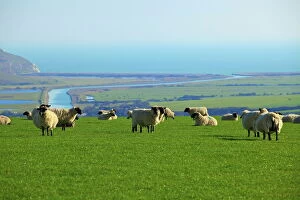 Sheep Collection: Sheep with Cuckmere Haven in the background, East Sussex, England, United Kingdom, Europe