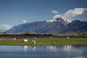 Images Dated 9th September 2010: Sheep in Dart River Valley, Glenorchy, Queenstown, South Island, New Zealand, Pacific
