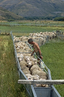 Spraying Prints: Sheep drenching, central Otago, South Island, New Zealand, Pacific