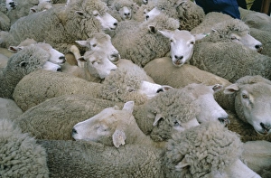 Farm Prints: Sheep, Falkland Islands, South America