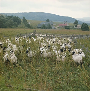 Sheep farm