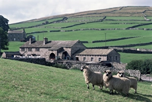 Rural Location Prints: Sheep and farm, Fox Up, Yorkshire, England, United Kingdom, Europe