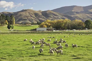 Large Group Of Animals Prints: Sheep on farmland, near Tarras, Otago, South Island, New Zealand, Pacific