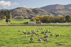 Sheep Collection: Sheep on farmland, near Tarras, Otago, South Island, New Zealand, Pacific