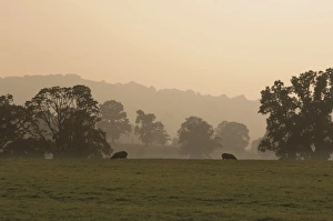 Cotswold Prints: Sheep farmland seen from the Cotswold Way footpath, Stanway village, The Cotswolds