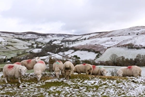 Ovis Aries Prints: Sheep feed on high moorland in a wintry landscape in Powys, Wales, United Kingdom, Europe