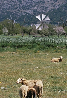 Live Stock Prints: Sheep in a field