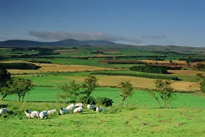 Eating Prints: Sheep and fields with Cheviot Hills in the distance, Northumbria (Northumberland)