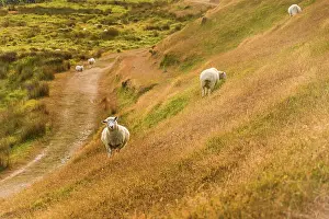 Grasslands Prints: Sheep Following Worn Trail Along Curved Hillside in Pastoral, New Zealand