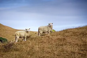 Zealand Prints: Two sheep graze on golden grass under the sky with coastal headlands in the background near Puponga Farm Park in New