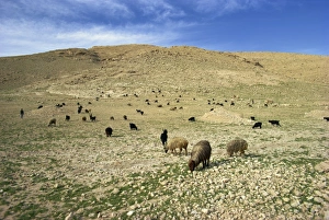 Shiraz Prints: Sheep grazing in agricultural landscape near Shiraz