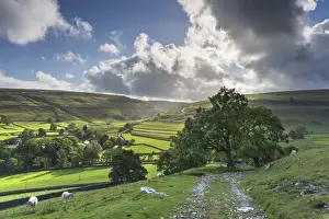 Three Animals Prints: Sheep grazing and distant dry stone walls around Arncliffe Village in Littondale