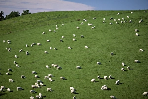 Sheep grazing on downs near Geraldine at the south