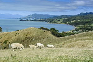 Farm Animal Prints: Sheep grazing, Farewell Spit, South Island, New Zealand, Pacific