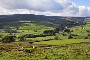 Sheep grazing farmland in Nidderdale, Pateley Bridge, North Yorkshire, Yorkshire, England, United Kingdom, Europe