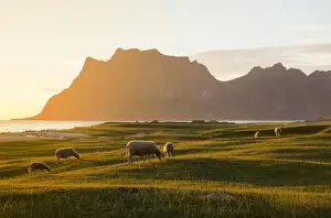 Ovis Aries Prints: Sheep grazing in the green meadows lit by midnight sun reflected in sea, Uttakleiv