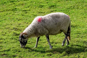Horns Prints: Sheep grazing on green pasture with a markings on back