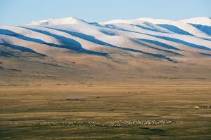 Sheep grazing on the plains in Bayanbulak, Xinjiang Province, China, Asia