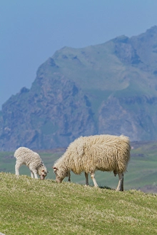 Companionship Prints: Sheep grazing on remote Heimaey Island, Iceland