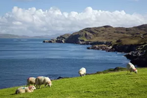 Sheep Collection: Sheep grazing by rugged coastline of Coulagh Bay between