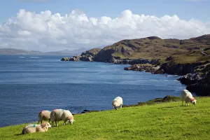 County Cork Prints: Sheep grazing by rugged coastline of Coulagh Bay between